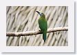 LaPaz - 010 * Emerald Toucanet * Emerald Toucanet